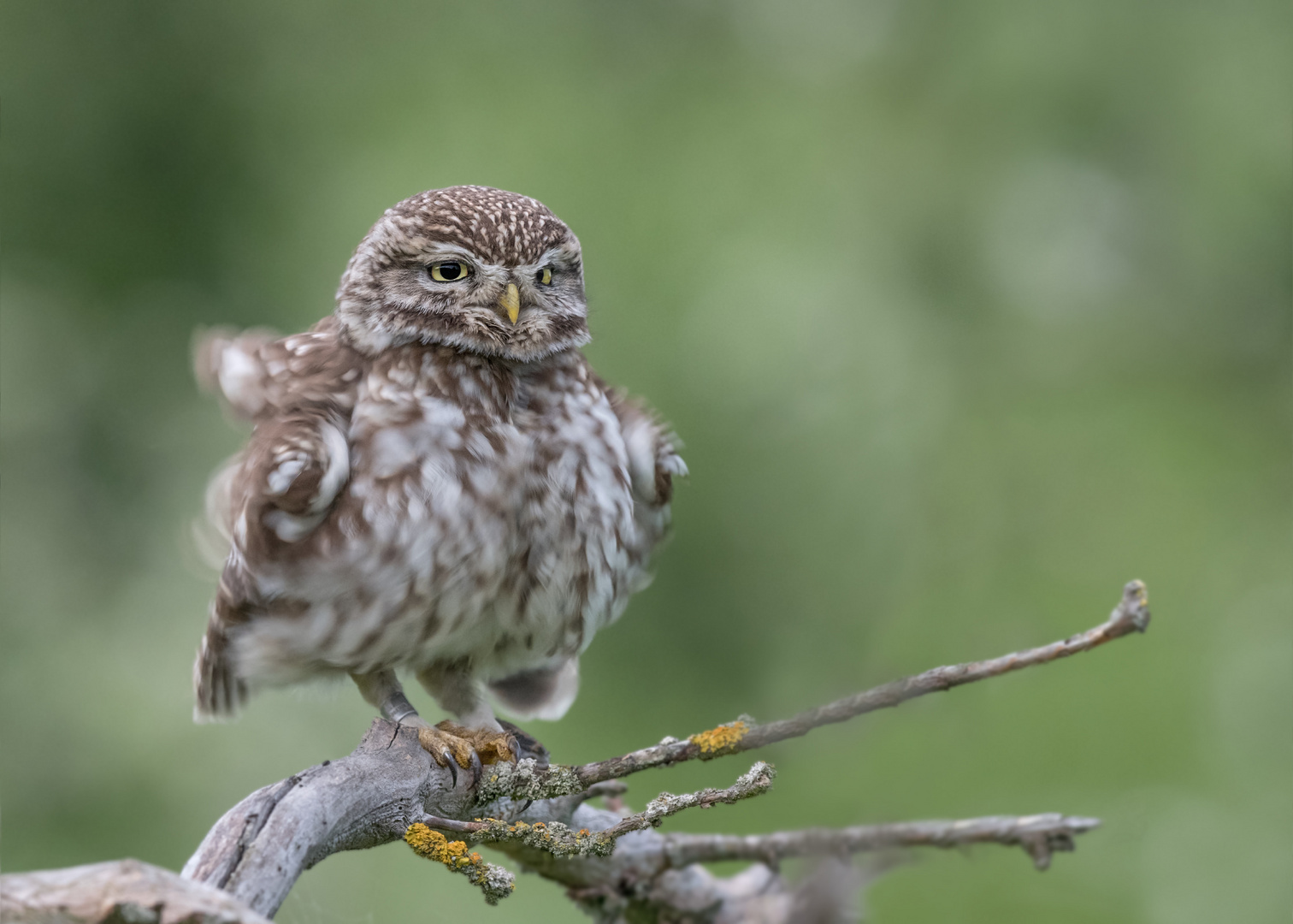 Steinkauz (Athene noctua)