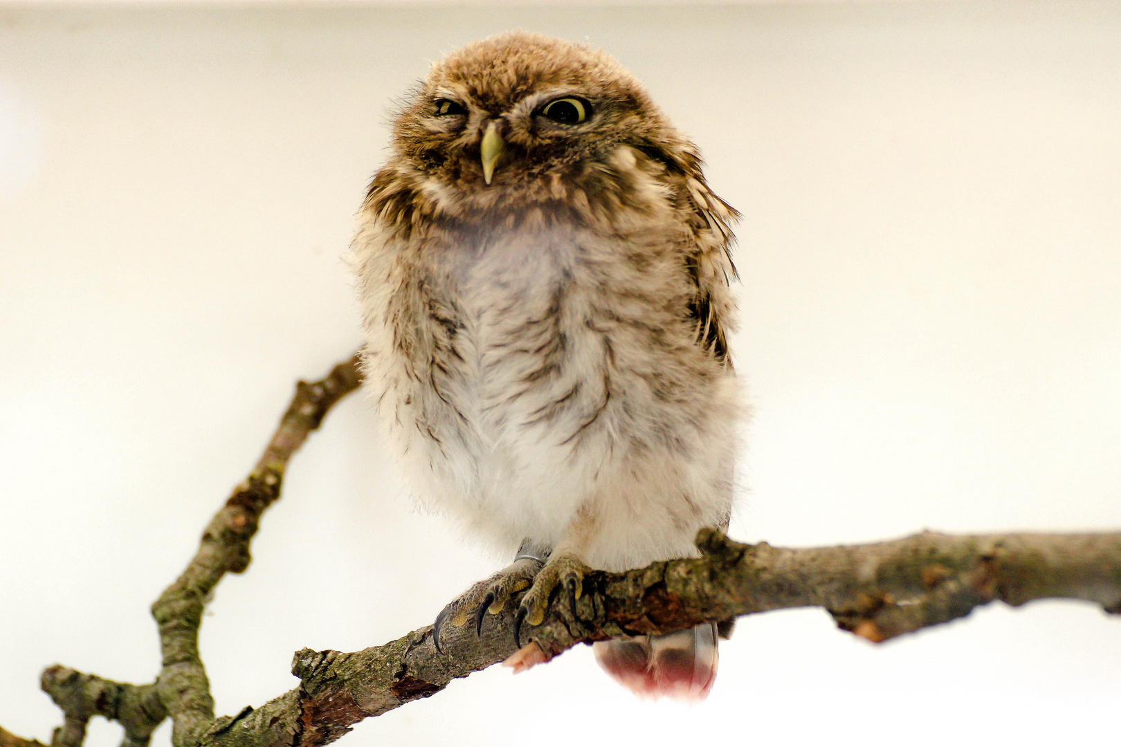 Steinkauz  (Athene noctua)