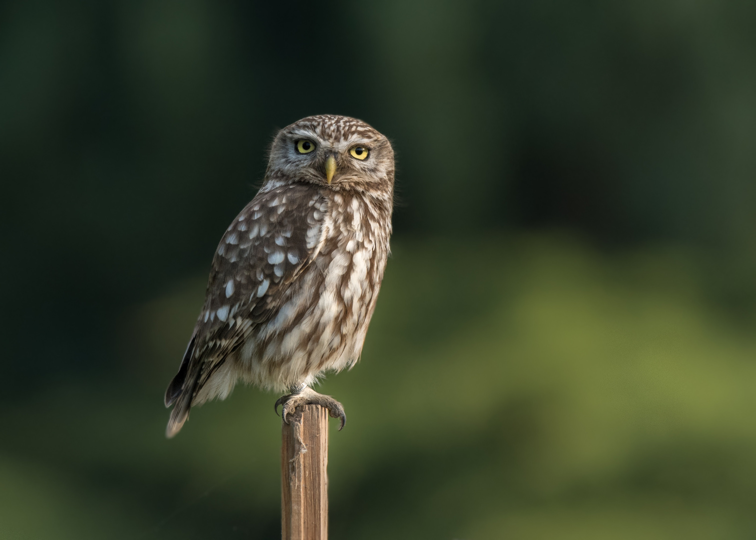 Steinkauz (Athene noctua)