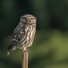 Steinkauz (Athene noctua)