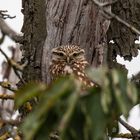 Steinkauz (Athene noctua)