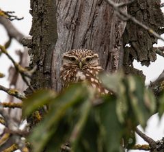 Steinkauz (Athene noctua)