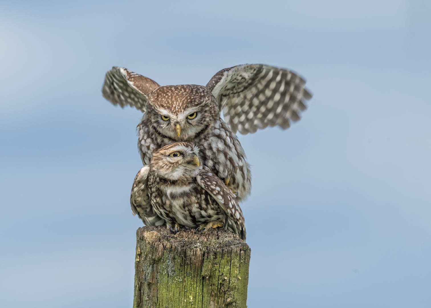 Steinkauz (Athene noctua)