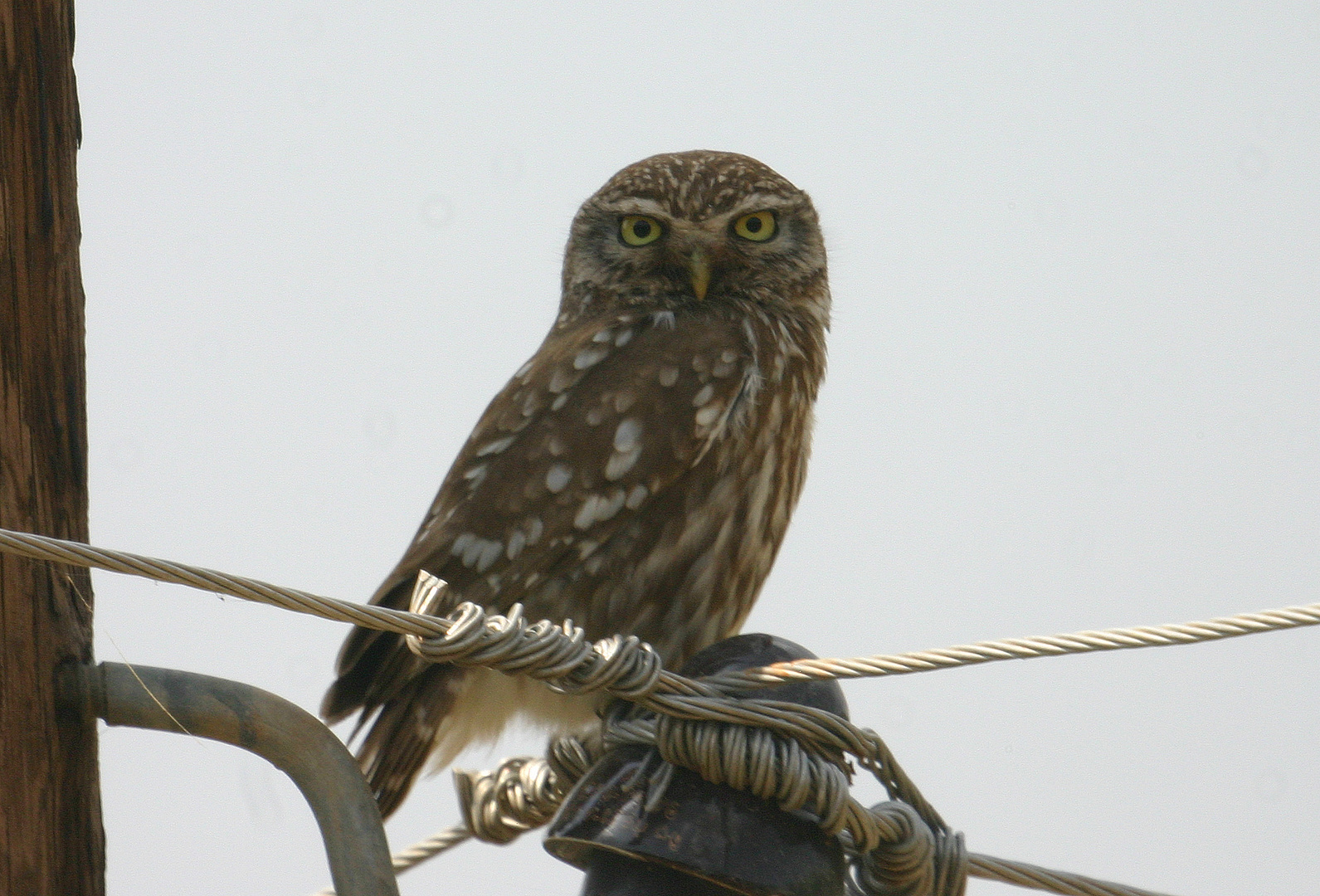 Steinkauz (Athene noctua)