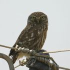 Steinkauz (Athene noctua)