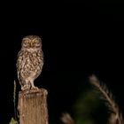 Steinkauz (Athene noctua)