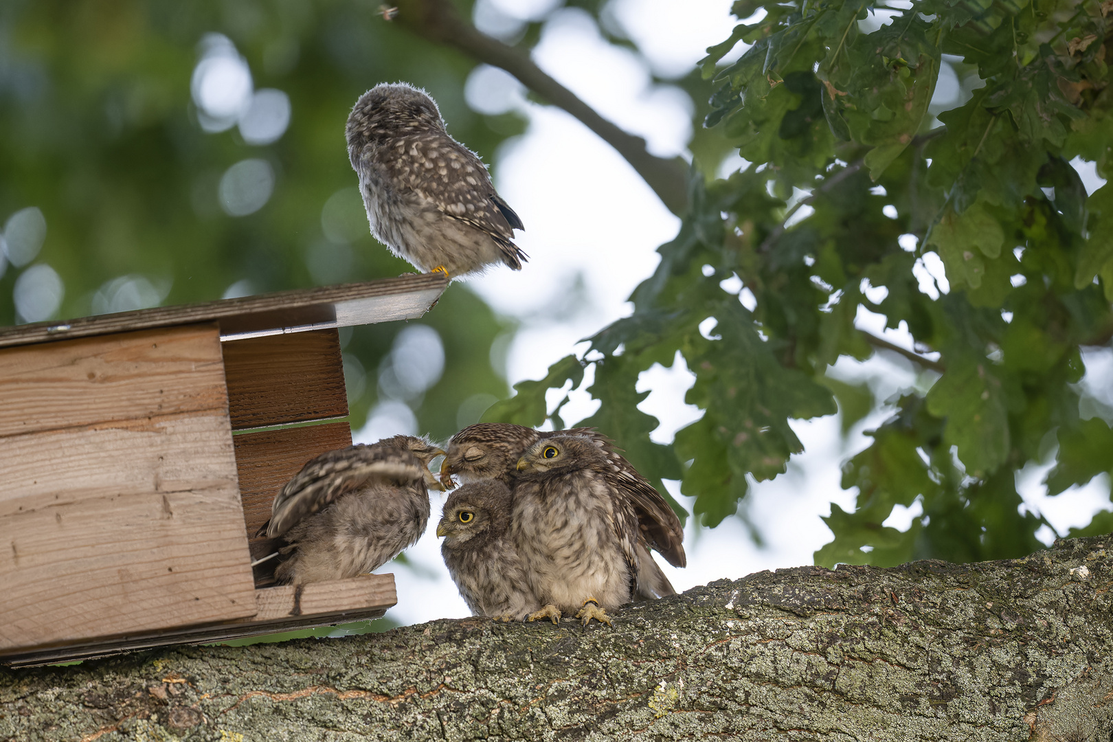 Steinkauz (Athene noctua) 