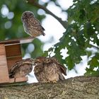 Steinkauz (Athene noctua) 