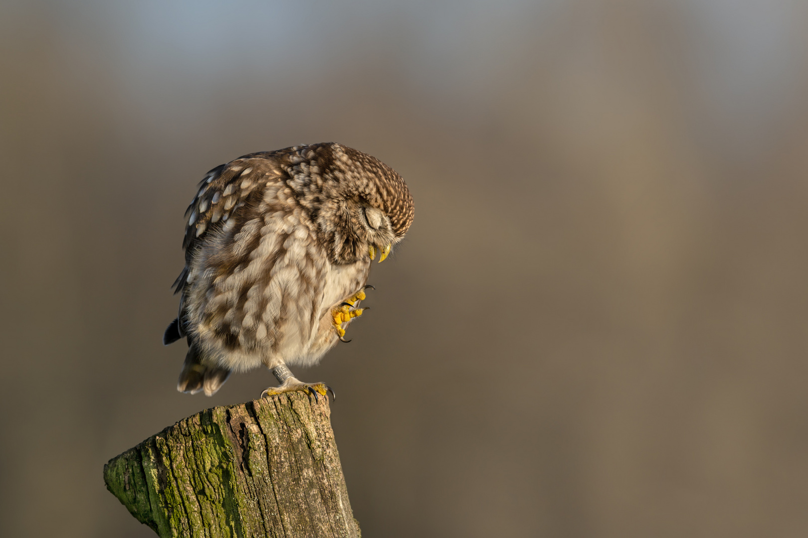 Steinkauz (Athene noctua)