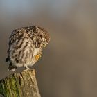 Steinkauz (Athene noctua)