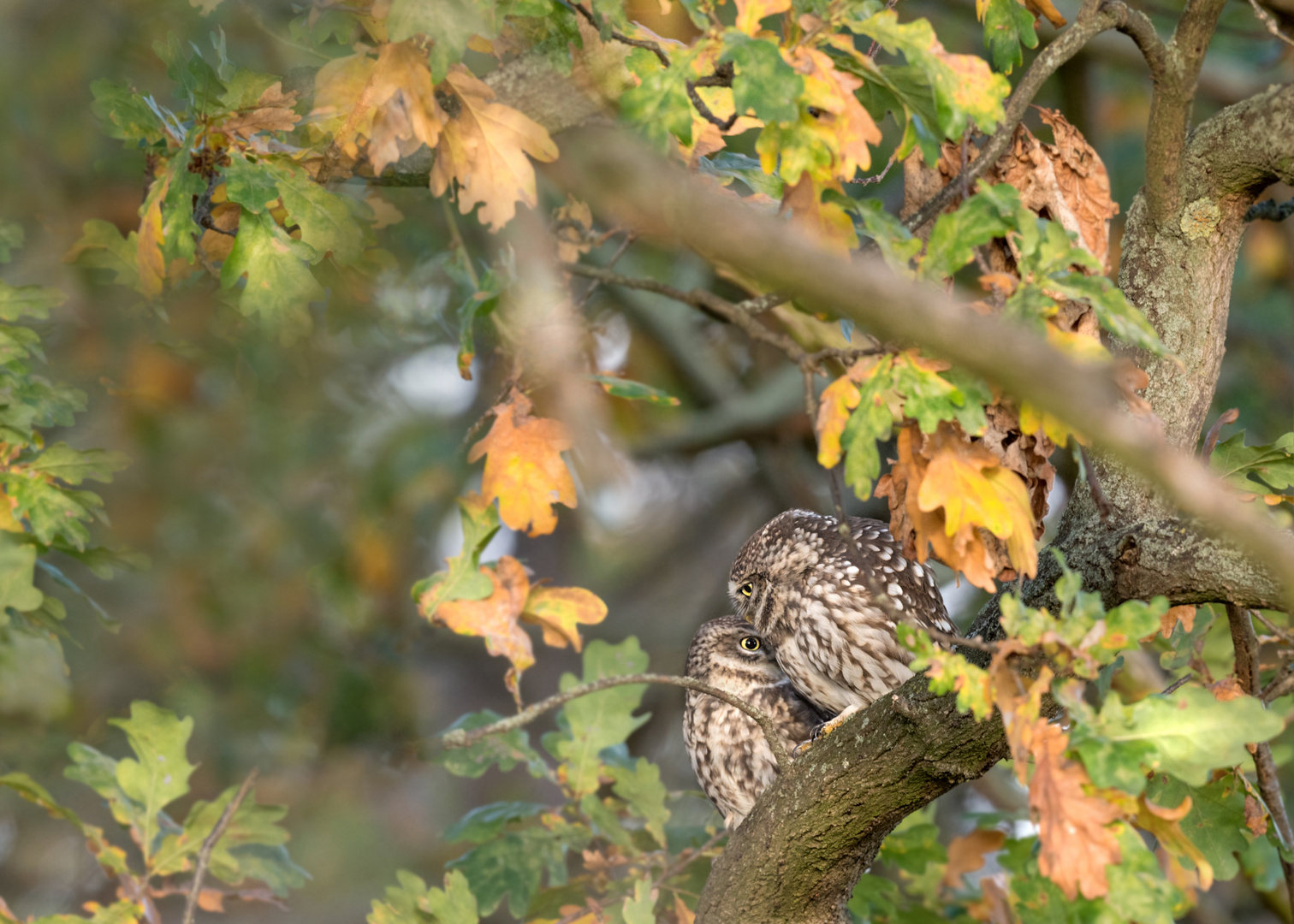 Steinkauz (Athene noctua)