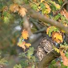 Steinkauz (Athene noctua)