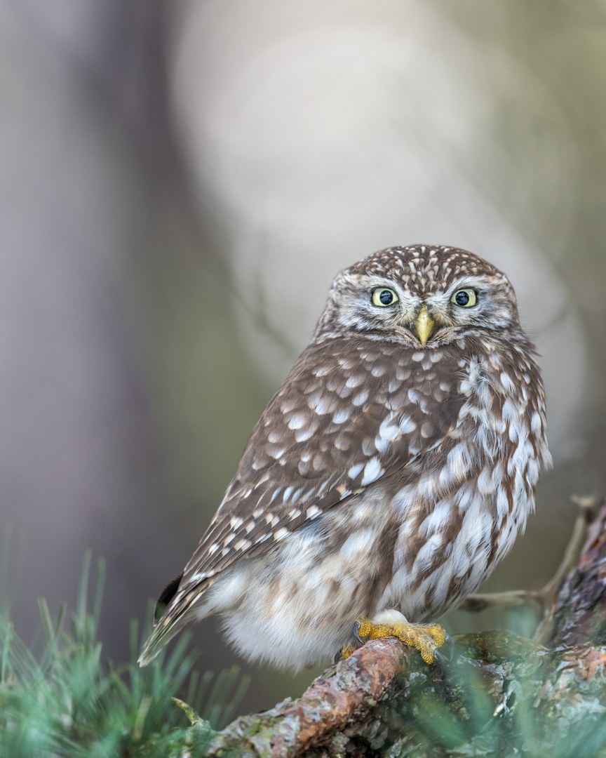 Steinkauz (Athene noctua)