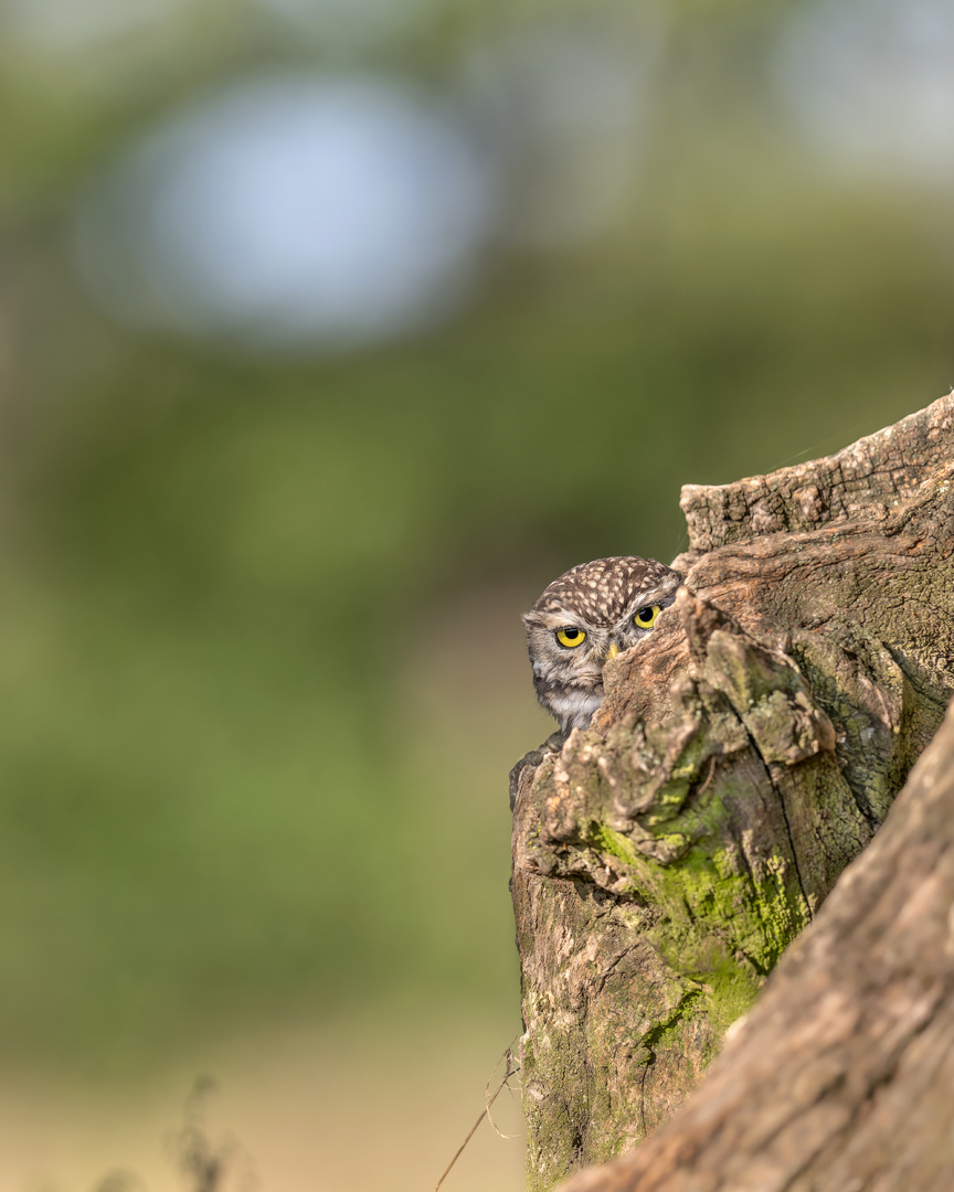 Steinkauz (Athene noctua)