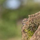 Steinkauz (Athene noctua)