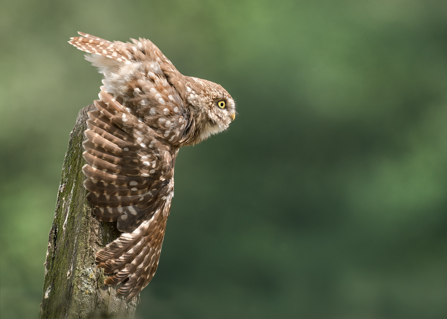 Steinkauz (Athene noctua)