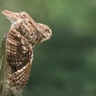 Steinkauz (Athene noctua)