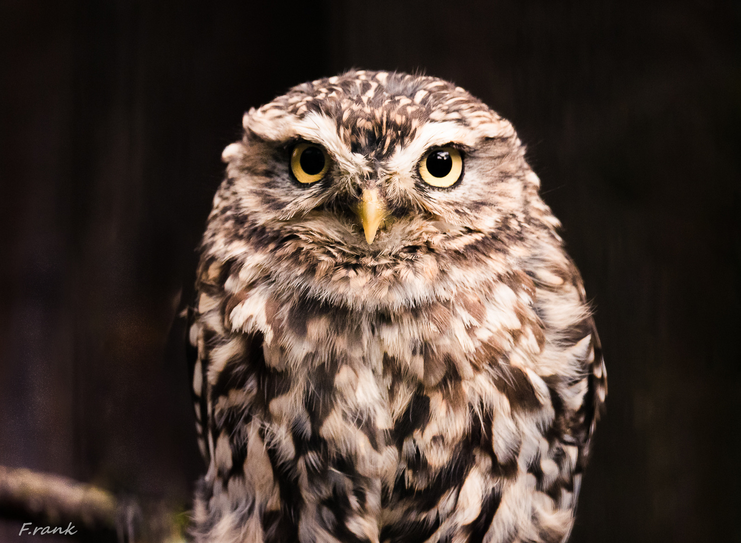 Steinkauz (Athene noctua)