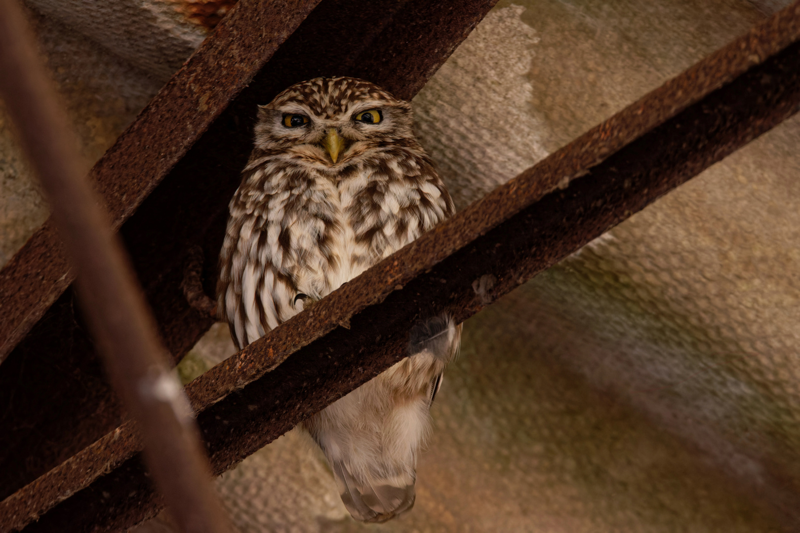 Steinkauz (Athene noctua)