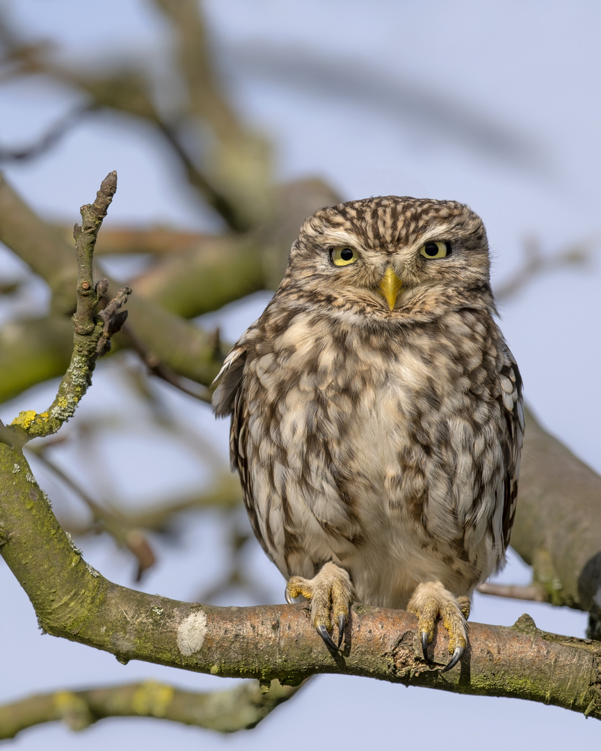 Steinkauz (Athene noctua) 