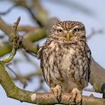 Steinkauz (Athene noctua) 