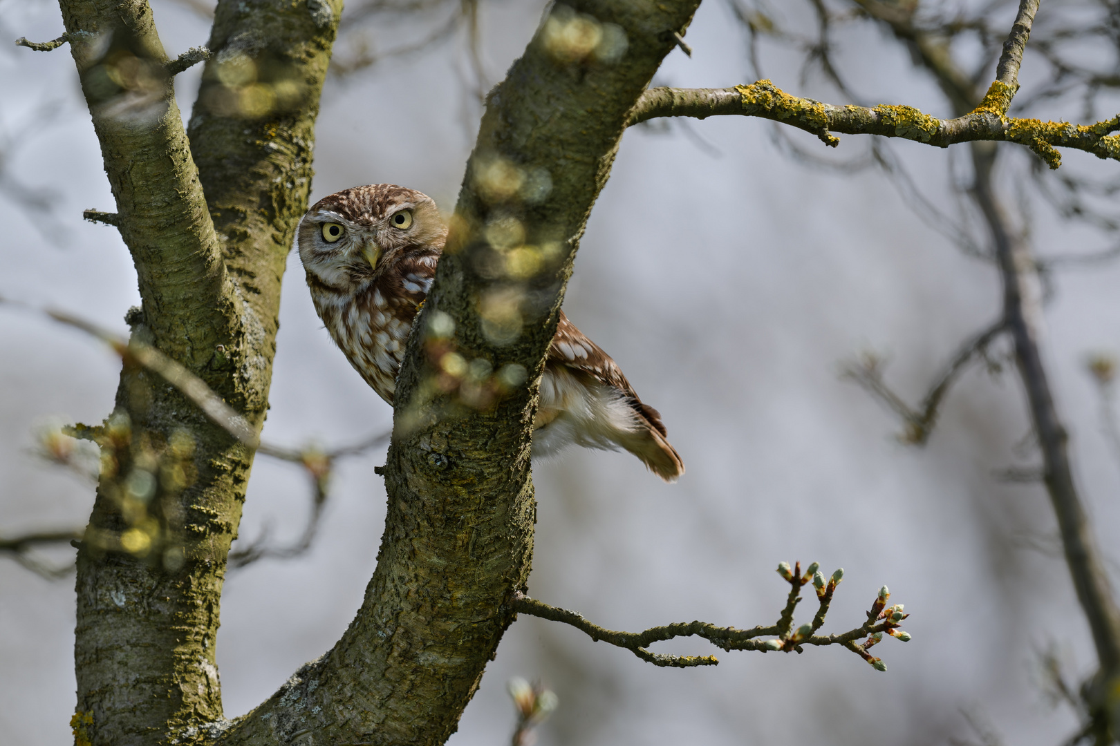 Steinkauz (Athene noctua)