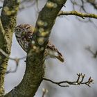 Steinkauz (Athene noctua)