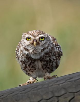 Steinkauz (Athene noctua)