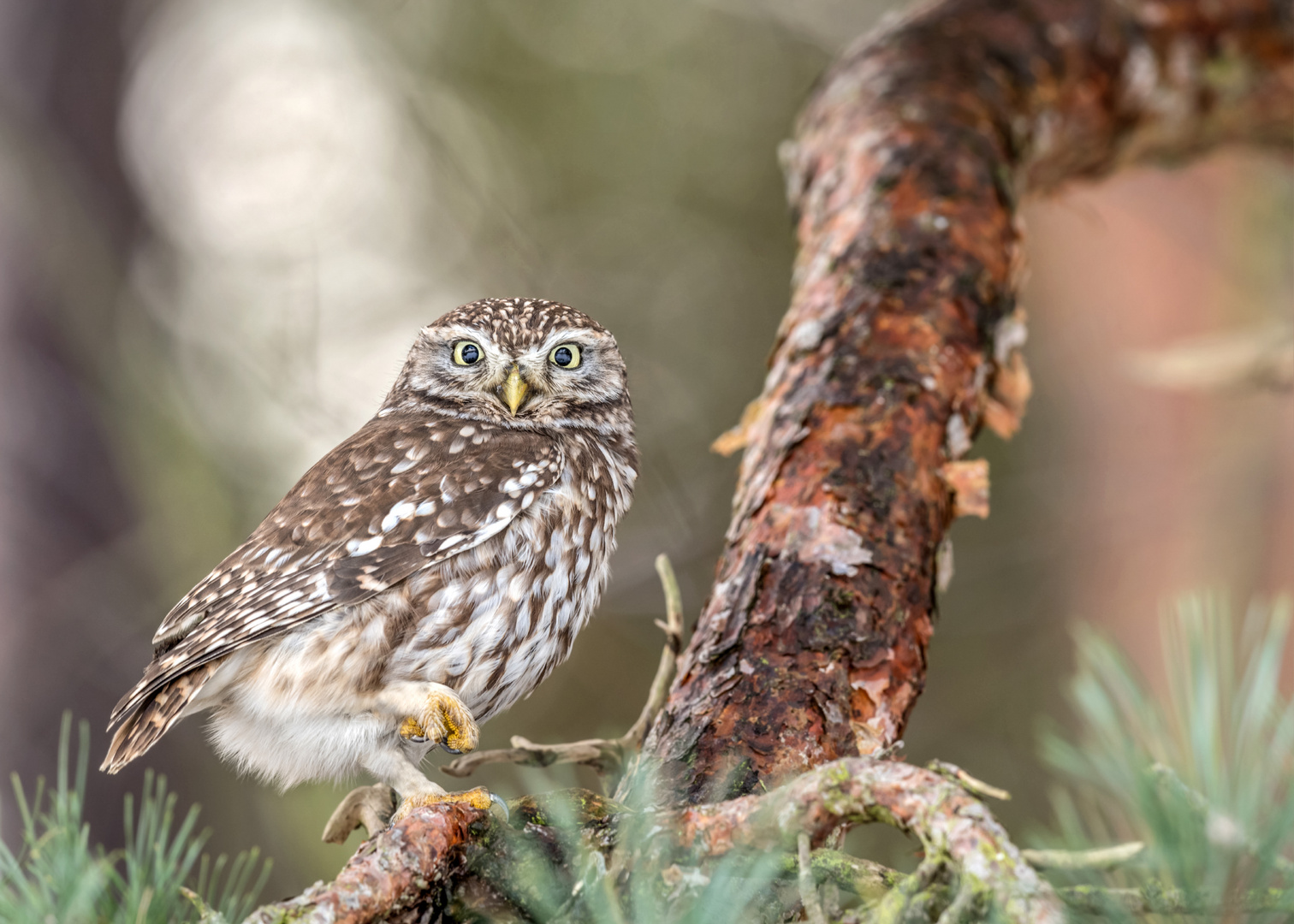 Steinkauz (Athene noctua)