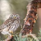 Steinkauz (Athene noctua)