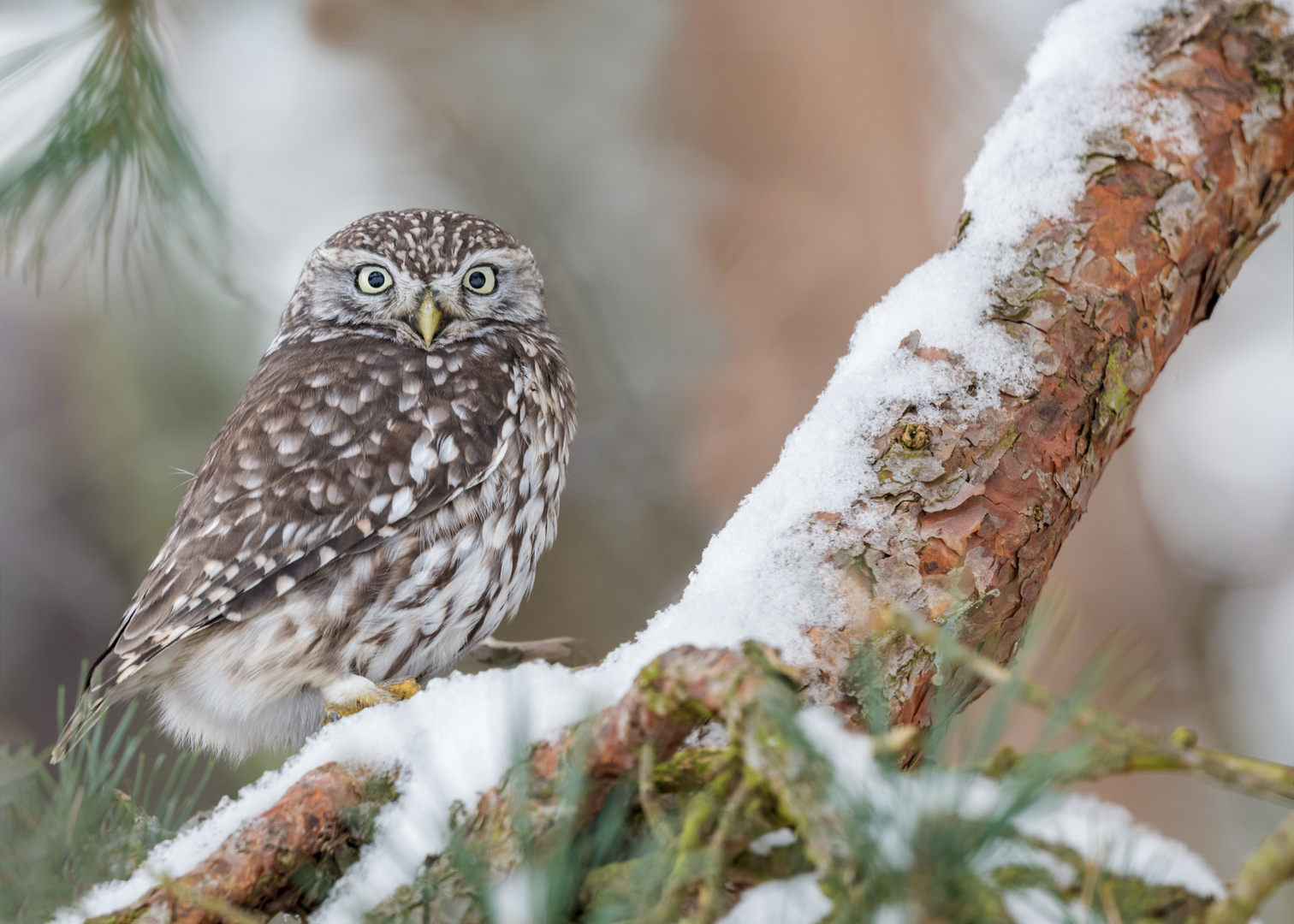 Steinkauz (Athene noctua)