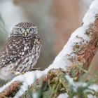 Steinkauz (Athene noctua)