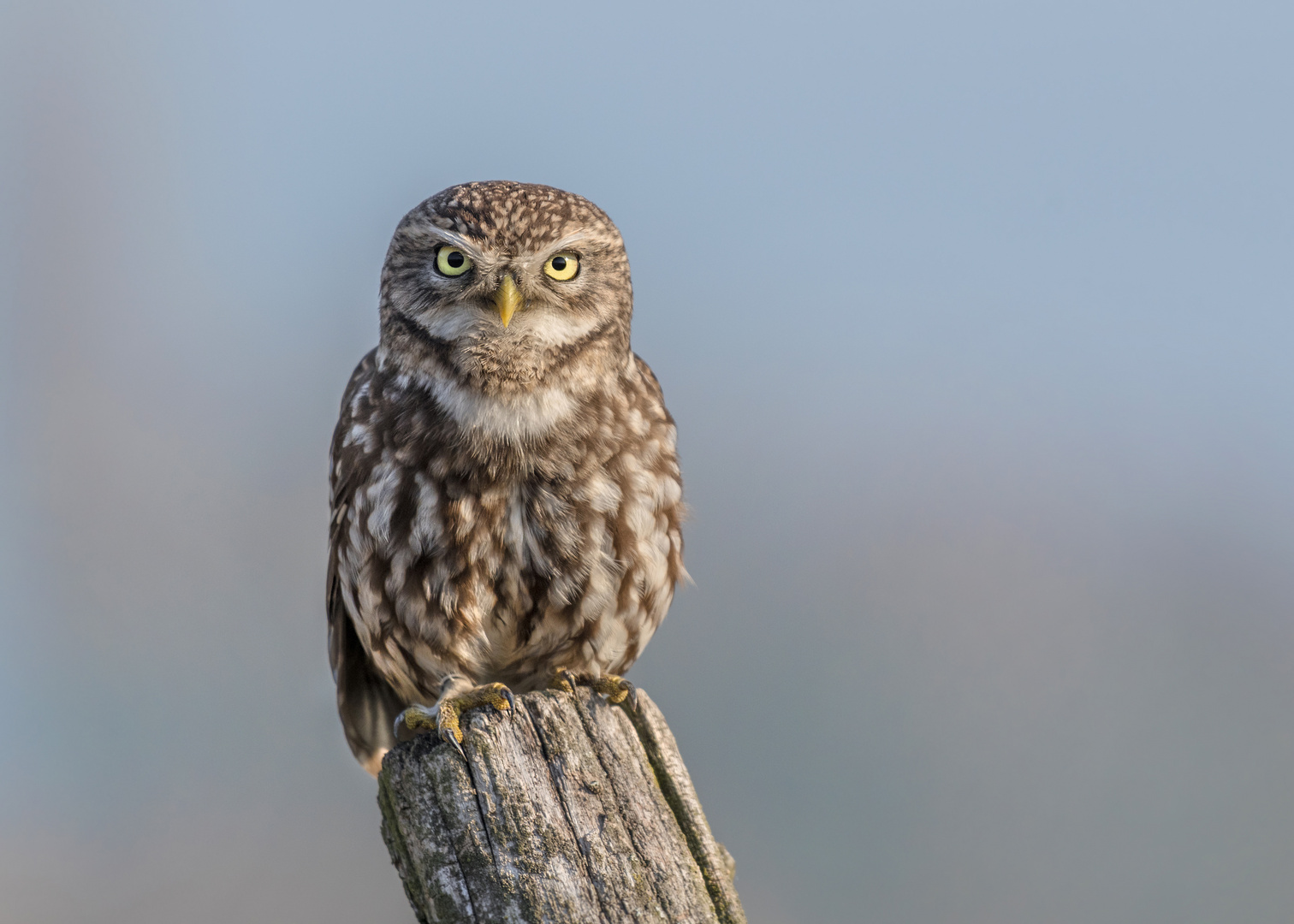 Steinkauz (Athene noctua)