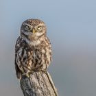 Steinkauz (Athene noctua)