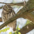 Steinkauz (Athene noctua)