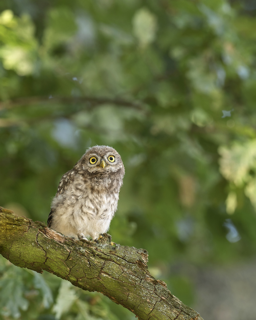 Steinkauz (Athene noctua)