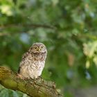 Steinkauz (Athene noctua)