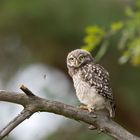 Steinkauz (Athene noctua) 