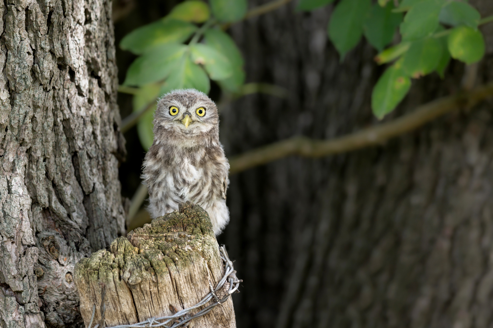 Steinkauz (Athene noctua)