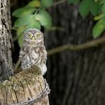 Steinkauz (Athene noctua)