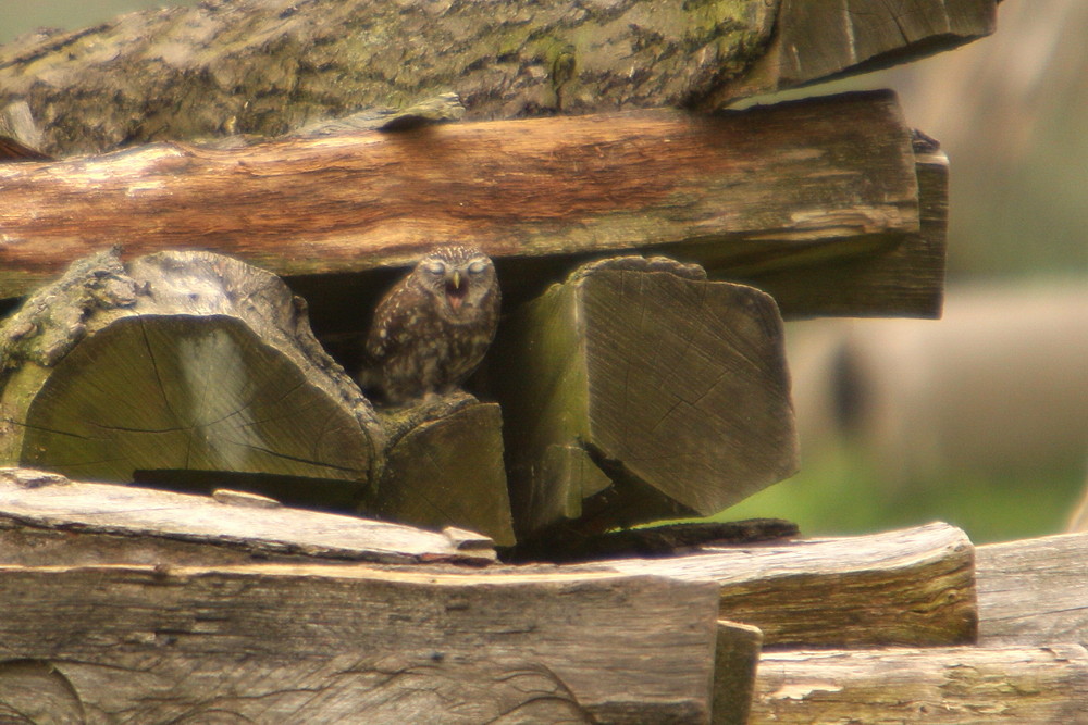 Steinkauz (Athene noctua)