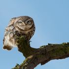 Steinkauz (Athene noctua) ....