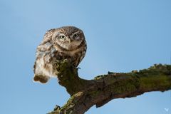 Steinkauz (Athene noctua) ....