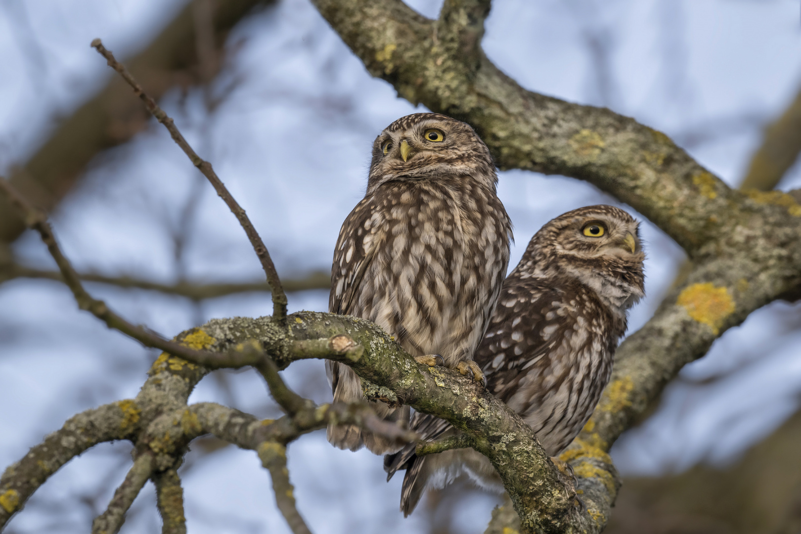 Steinkauz (Athene noctua) 