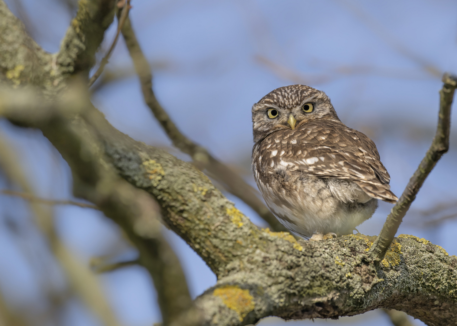 Steinkauz (Athene noctua)