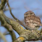 Steinkauz (Athene noctua)