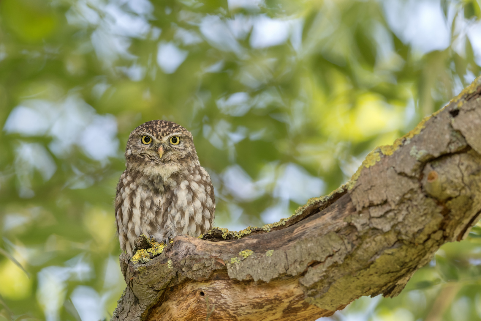 Steinkauz (Athene noctua)