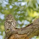 Steinkauz (Athene noctua)