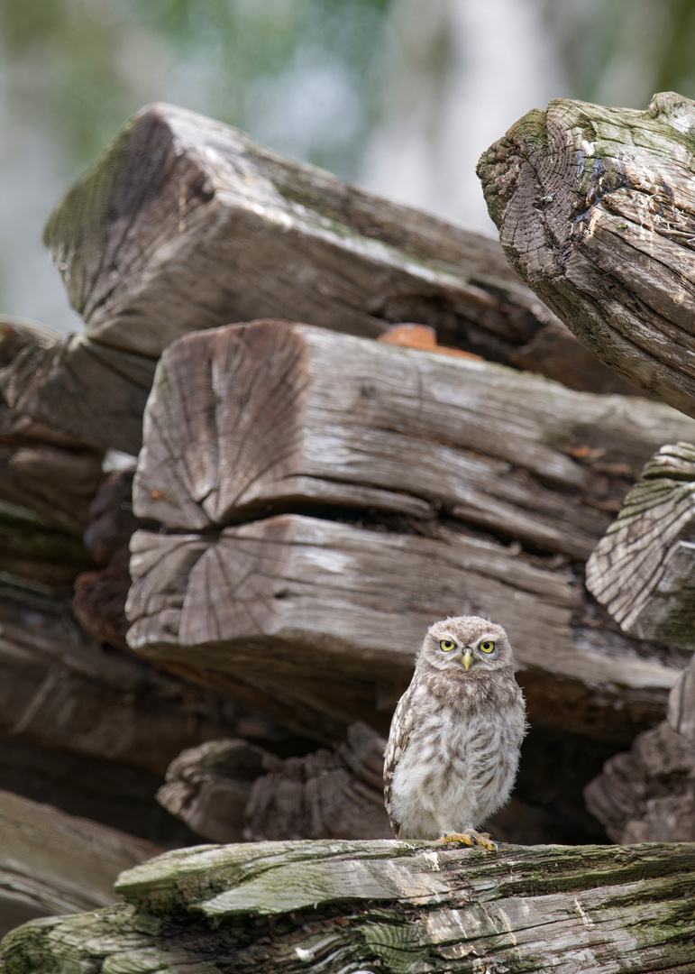 Steinkauz (Athene noctua)