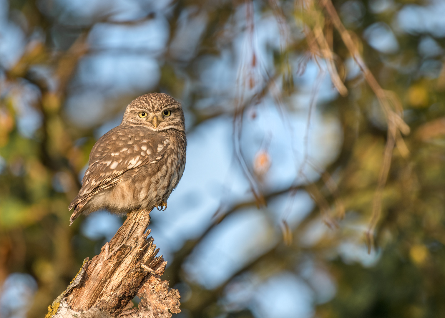 Steinkauz (Athene noctua)